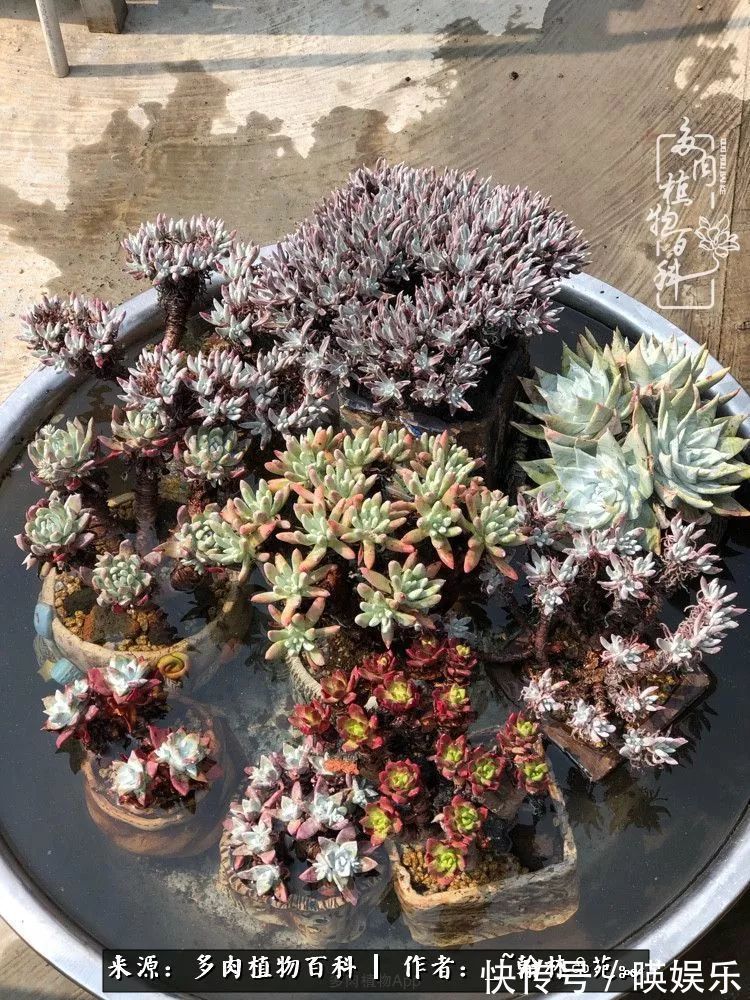 多肉花园梦青春正好,梦想趁早,别坐等自己变老!