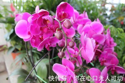 花卉|喜欢在家中养护花卉,就选花期长,花色艳丽的3种花卉,值得拥有