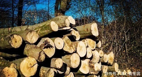 树种|农村遇到香椿木,别当柴烧,被称“百木之王”,价值堪比雷击木