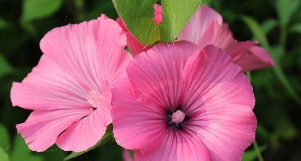 芙蓉葵|世上公认最美的4种花,开起花来“拦”不住,美不胜收,你养了吗