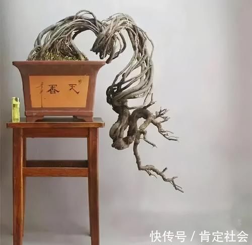 沙土|提根盆景的制作并不难，但做到了极致，以根代干，可以从头美到脚