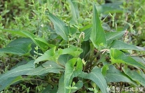 紫花|农村常见的野草，称为“犁头草”，现在才知能入药，价值珍贵