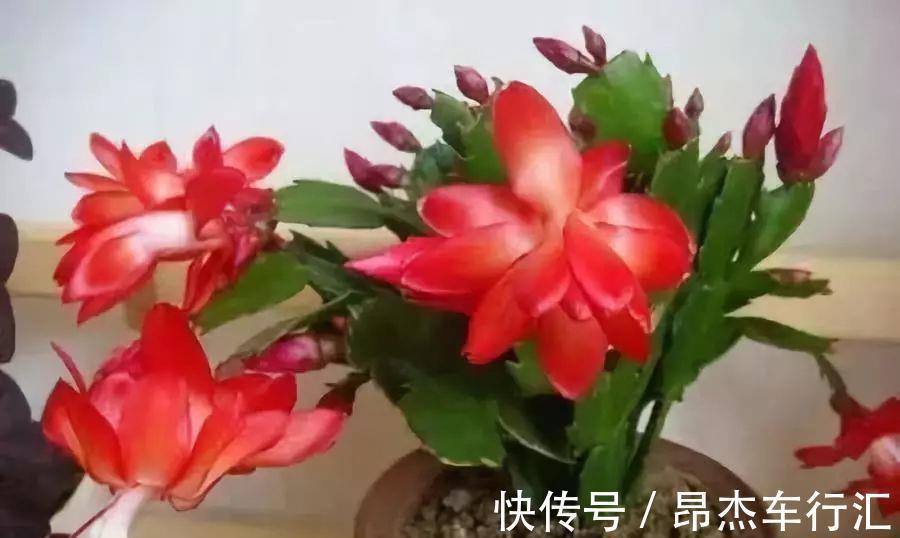 有害气体|家里养这12种“吸毒”绿植,净化空气,老人小孩少生病