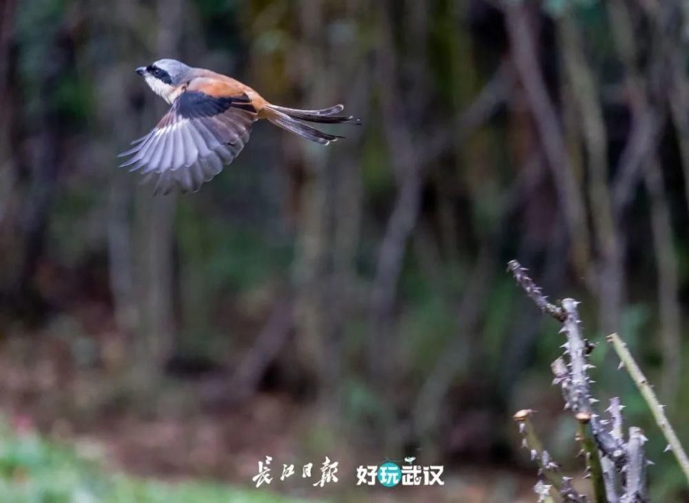 观鸟|在他们的镜头里，我才知道东湖的鸟都是“白富美”