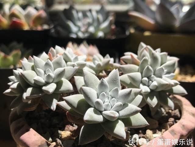 肉友|夏天来了，这些多肉最耐晒，度夏没问题，越养越肥厚