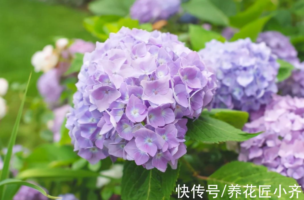 网上常见的4种花,要谨慎购买,虽然销量不低,但是都是“骗局”