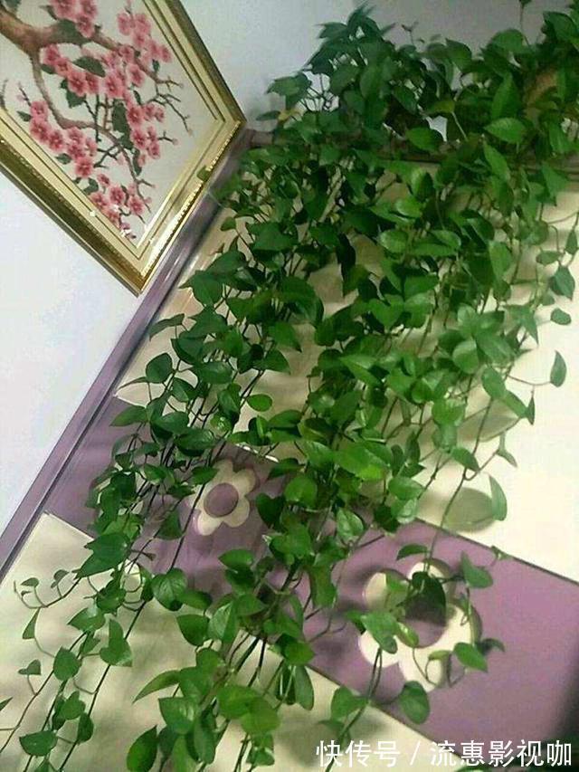 啤酒|啤酒养花没那么简单,对了叶片翠绿长势旺,错了烧根烂根整盆空