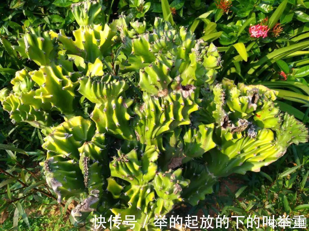 5种丑的难入眼的花，养客厅镇宅守家，越养越气派