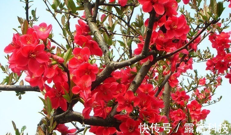 此花|家养“此花”,观花赏果,色彩多变,可抗零下35度,令人耳目一新