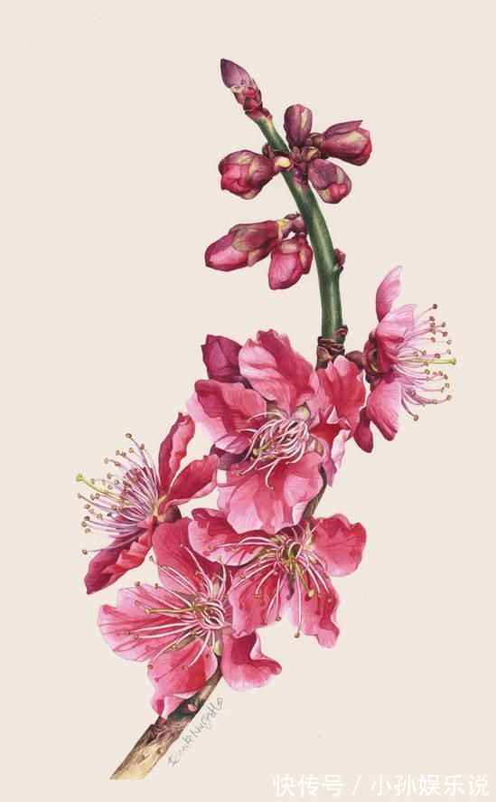 花卉#一位全职妈妈喜欢疯狂画画,教你画水彩花卉