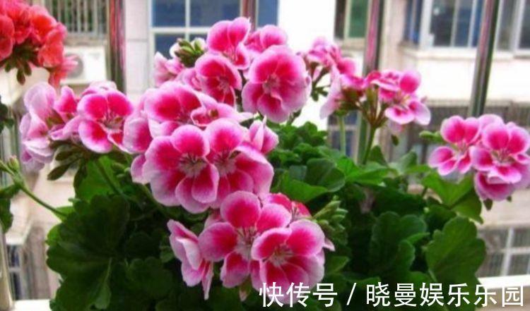 杜鹃花|“4种花”有钱人都偷着养,家里财运亨通,旺运一整年