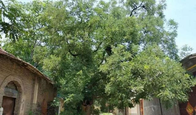 传说|米庙的历史及神奇传说(刘占江)