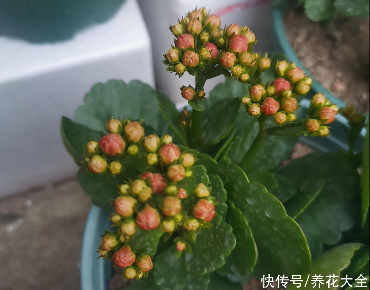  掉花苞|花还没开，花苞掉了一地，再不管就完了
