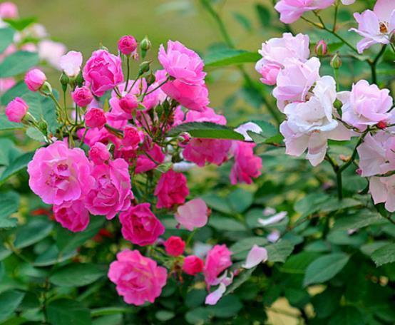 农历十一月大雪过后,养什么花?家里养3种花,高贵典雅招财纳福