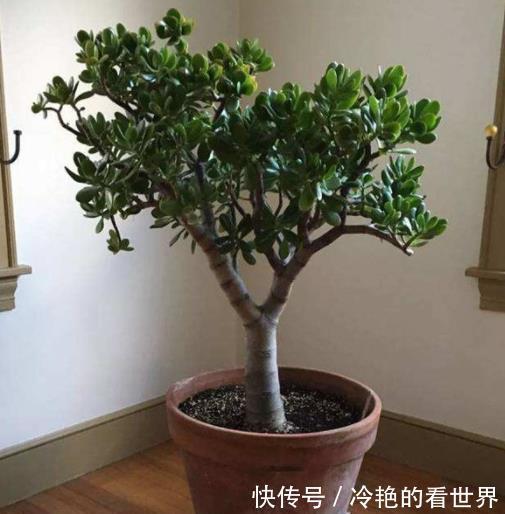 秋冬养玉树，牢记4个小技巧，安全过冬长势好，长成漂亮传家宝