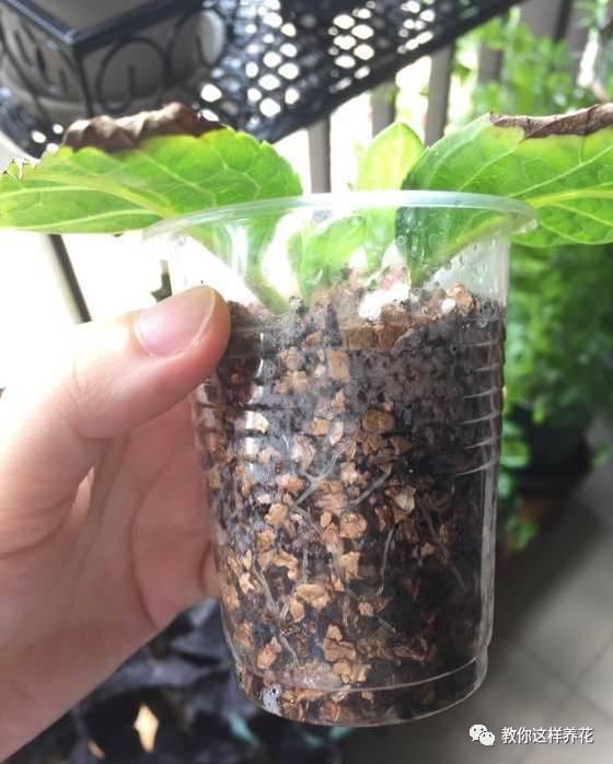 学会这种扦插法，2周生根，插什么活什么，太简单了！