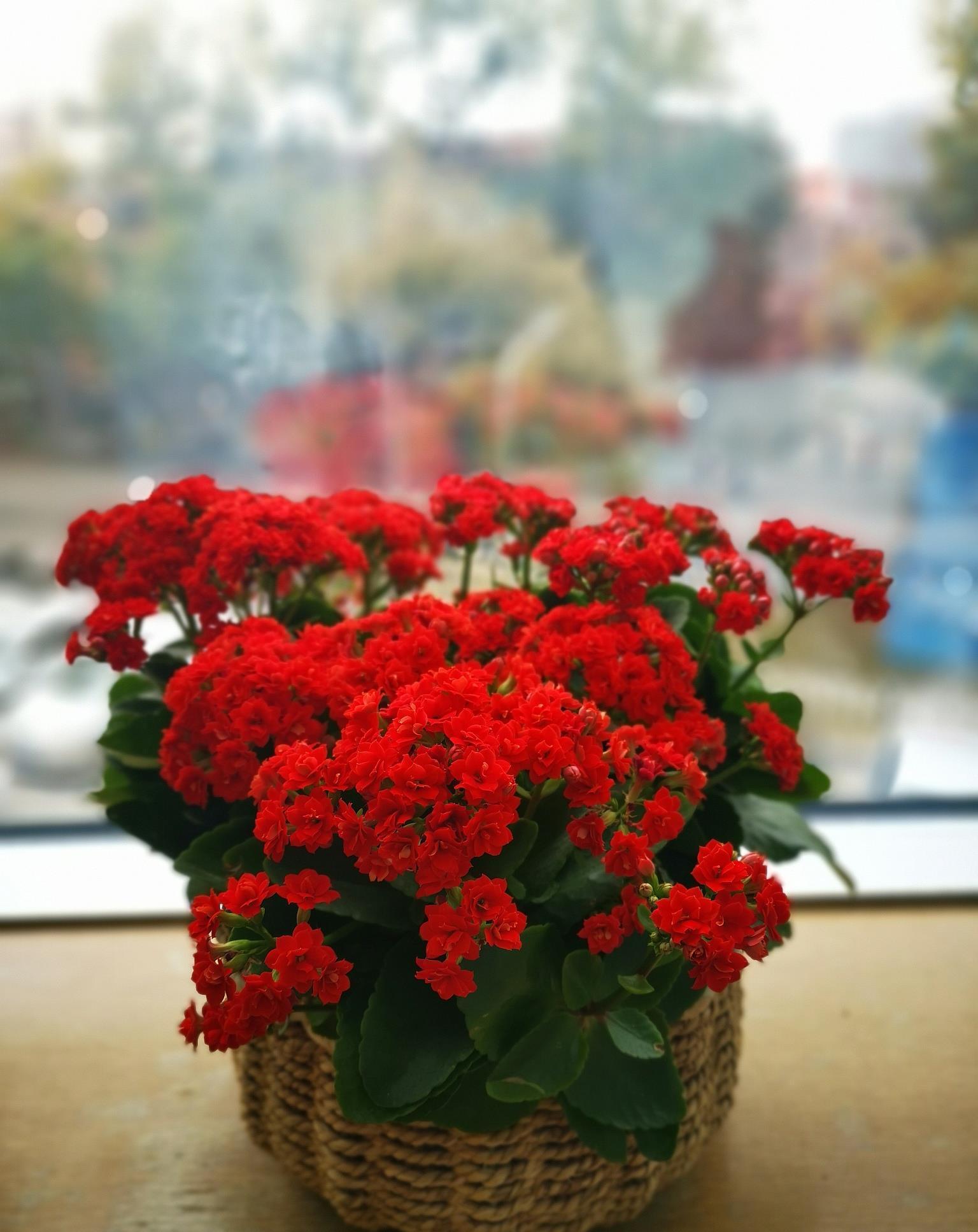 花芽|公认“好养”的3种花,适合现在养,稍加养护就能接二连三开花