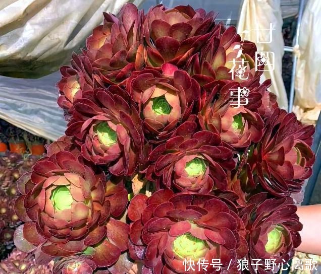 6种多肉,天生就是“巨无霸”,用大盆养,个头比脸大!