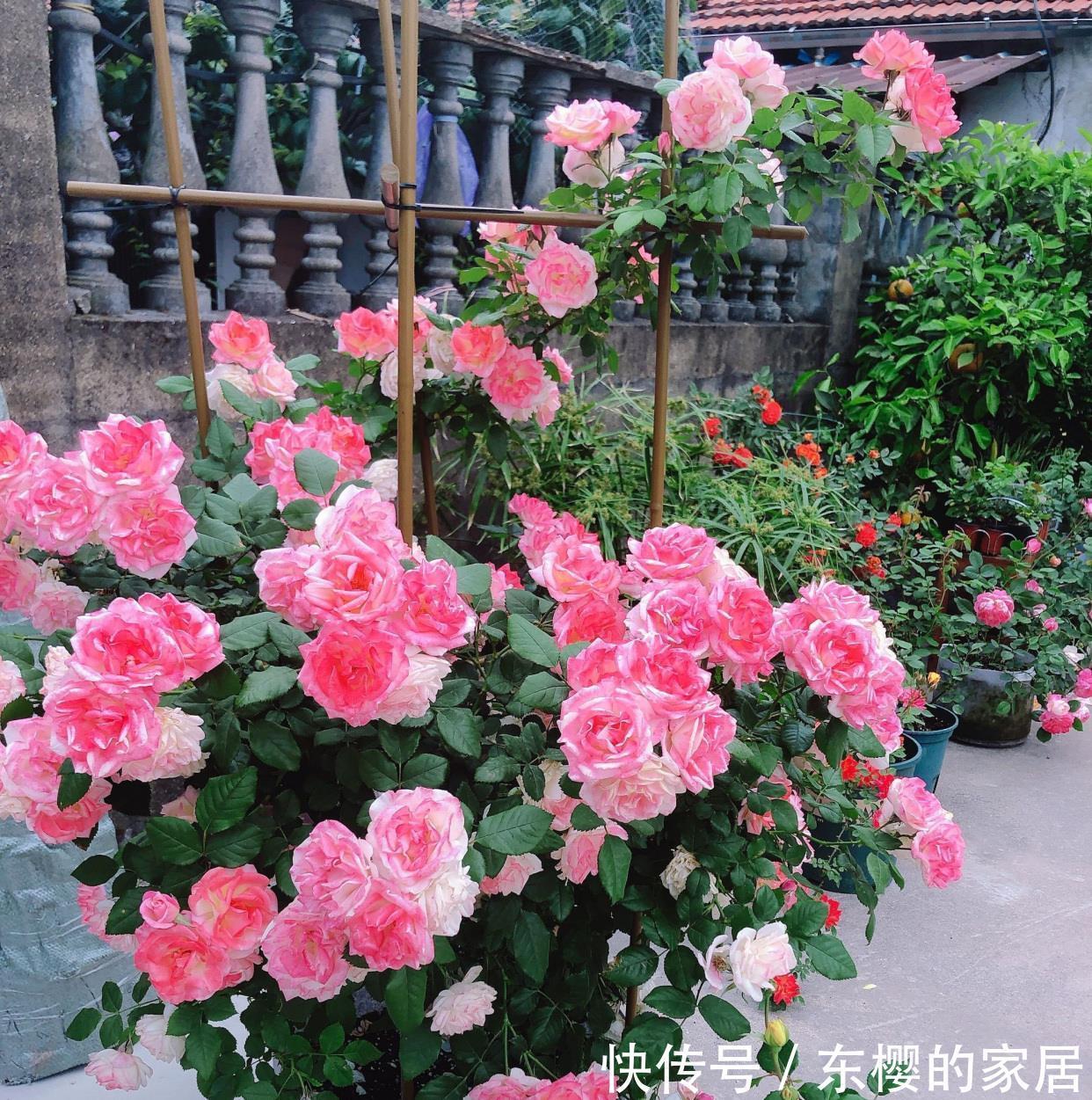 藤本樱霞|藤本樱霞，长势超快的花墙植物，一年成花墙，丰花勤花，值得拥有