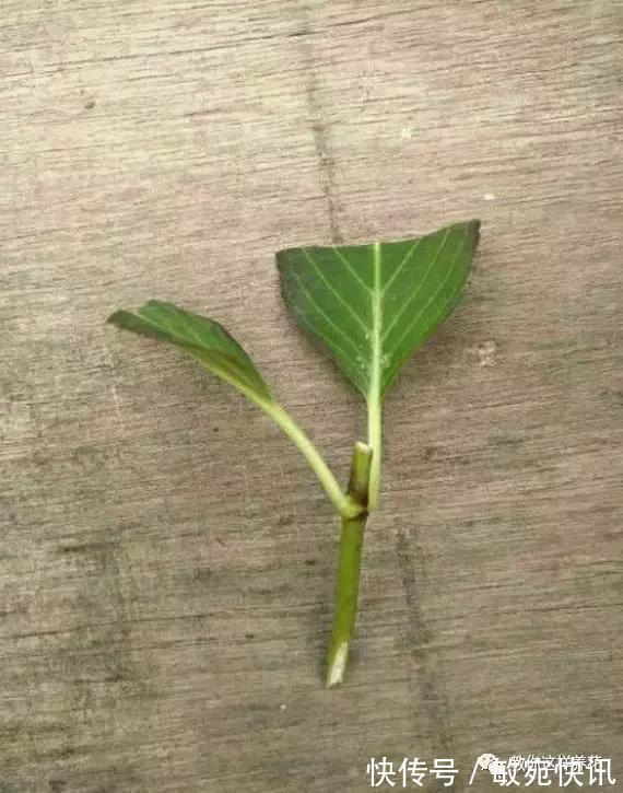 3种花太贵，别再买了，剪几个枝就能扦插几十盆！