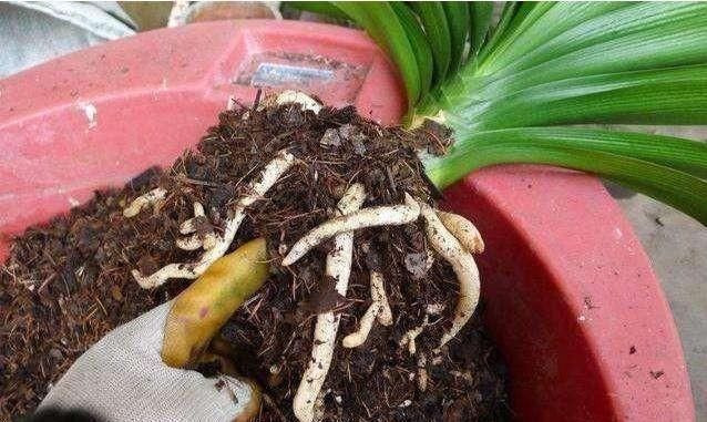 板结|想要君子兰开花,有一个小方法,叶片蹭蹭长得快,花开的漂亮极了