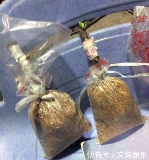 锯末|扦插花卉不用土壤,用上此“材料”,10天生根发芽,白根往外冒