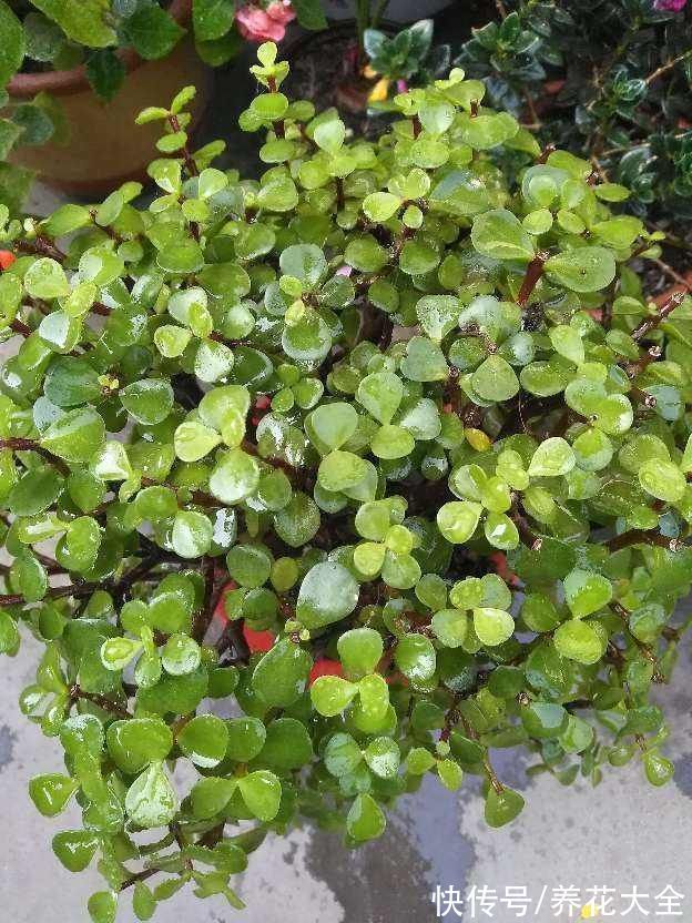 6种花冬天别浇水,浇多了就烂根,管住手最重要