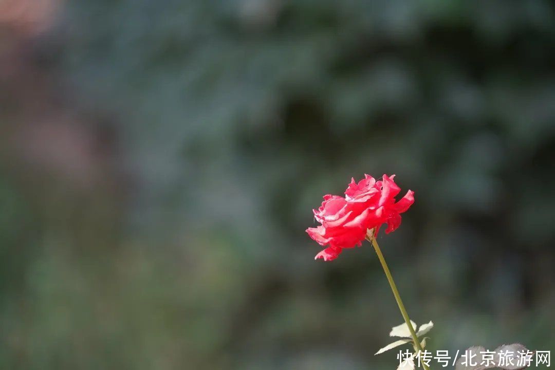 预约|翠隐鸣蝉，牵牛绕篱，来百望山采撷浅秋山光吧~