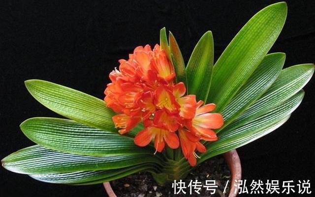 竹签|养护君子兰,学会“3个”浇水“小窍门”,满盆长满“大白根”