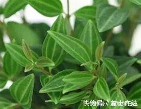 碰碰香|不管有钱没钱，家里养这十种植物，招财镇宅又养人