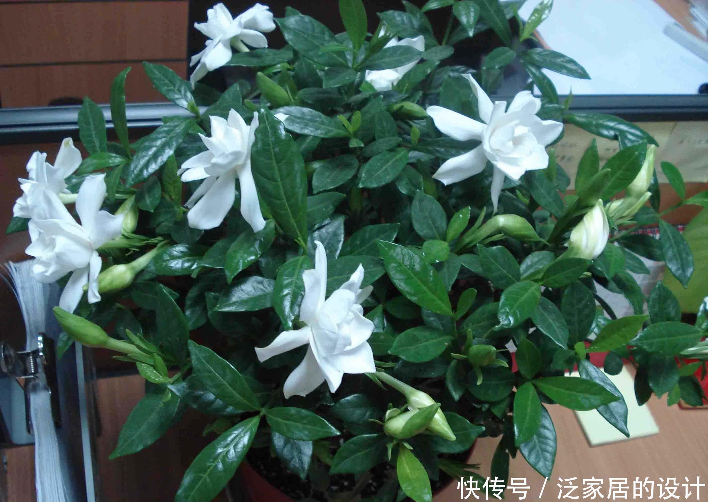 白醋|养花浇水放个小药片，比施肥还管用，猛开花，不黄叶