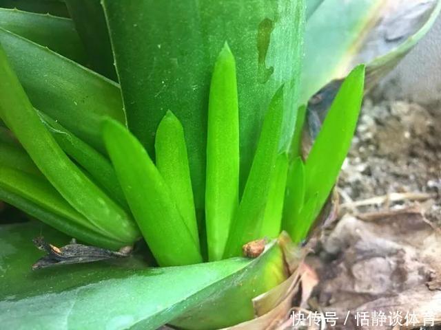 开春别换盆了,这7种东西撒土里,花吃了新叶子呼呼冒!