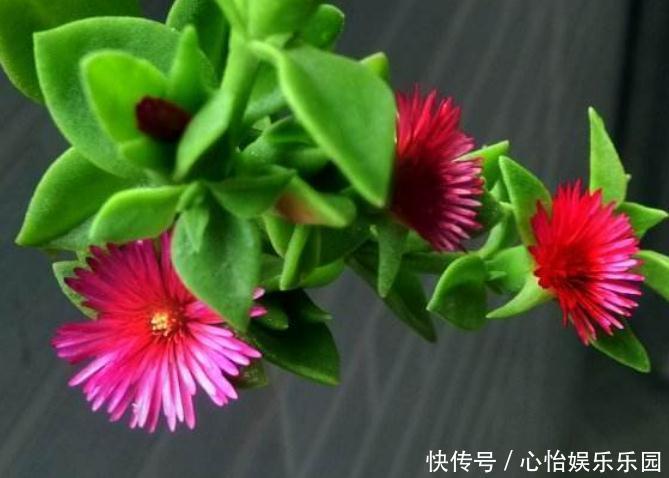 角落|新手养2种“吊兰”,好养又好看,放角落也爆花,一年到头有花看