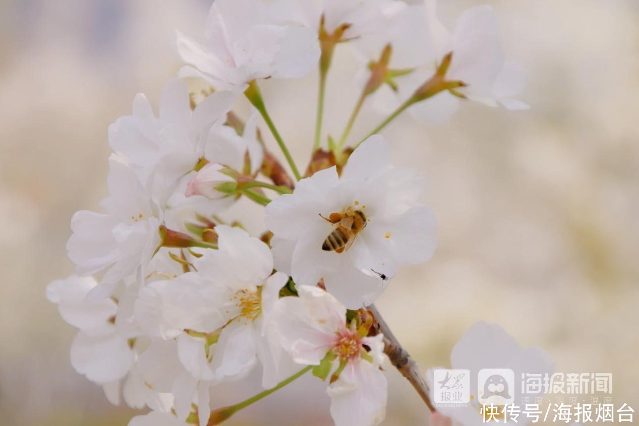 正是樱花浪漫时！烟台这儿的樱花大道美出圈了