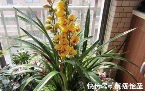 浇花|养花难不难?老花匠说:难的是养土,学会2个小诀窍,养好花不难