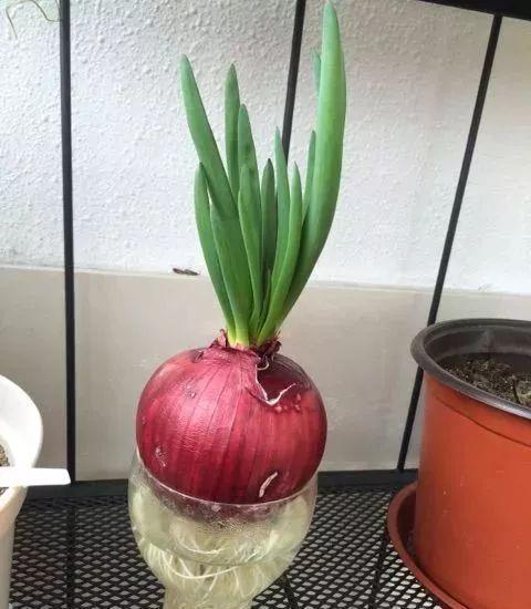 家里的有些东西,扔水里就是一盆郁郁葱葱小盆栽