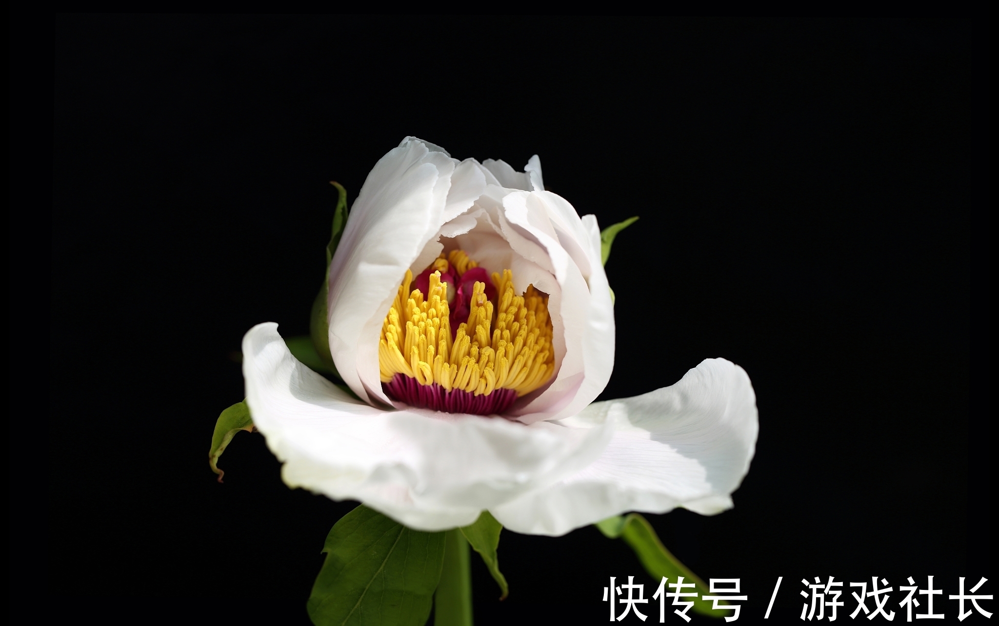 诗人#古代牡丹诗六首,其中一首是晚唐著名诗人罗隐的名作,您喜欢吗