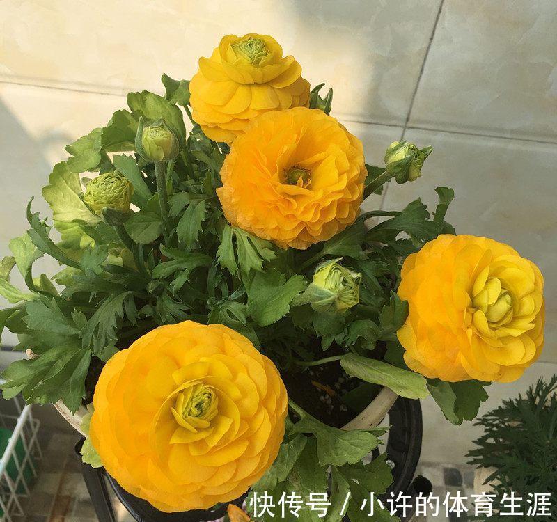 这花花漂亮似牡丹，30天不浇水都不死，一年四季都开花