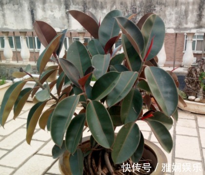 盆土碱性大教你“1招”,轻松调节酸碱度,养任何花都事半功倍