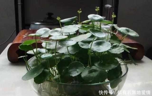 适合水培6种的植物,新手也不担心会养死,你会选哪种?