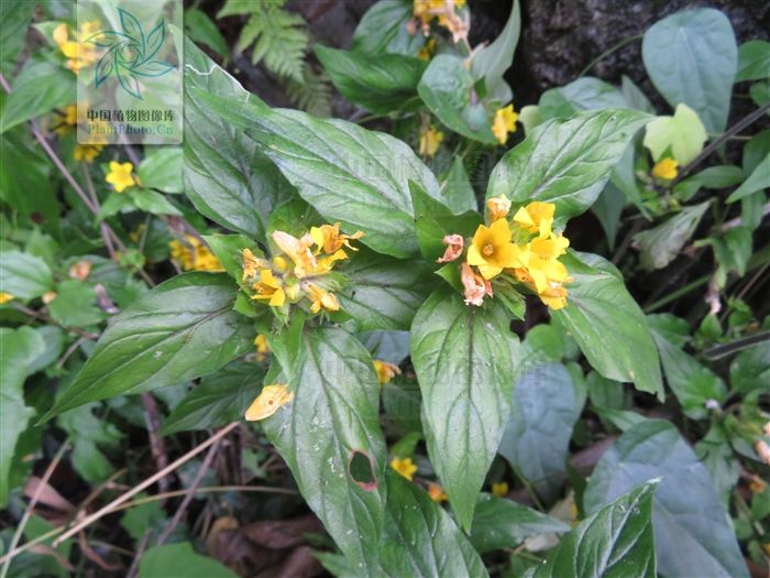  基部|风寒草，见过吗？祛风散寒。用于风寒头痛，咽喉肿痛，咳嗽多痰