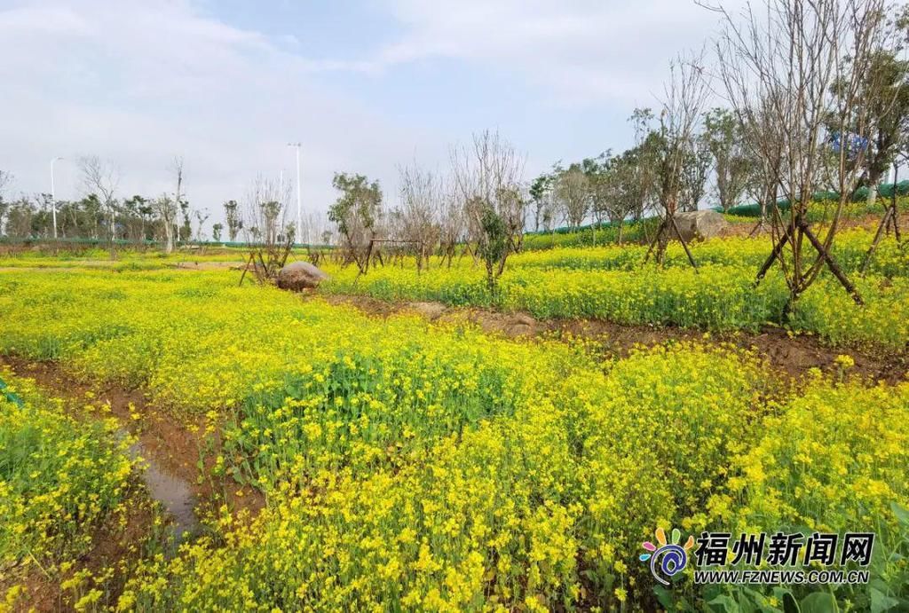 老年|假期余额不足，快去赏花！（附攻略）