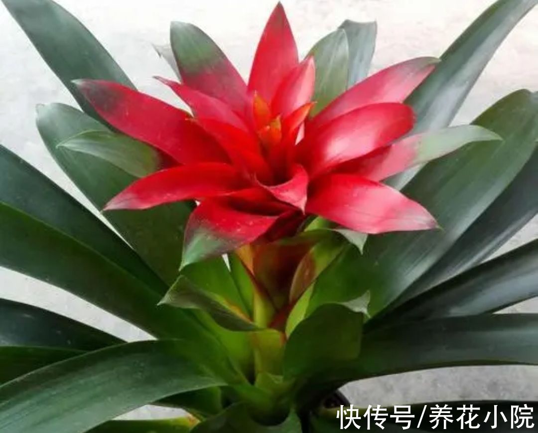 7种漂亮花,家里阳光少也能养,光照太强反而长不好