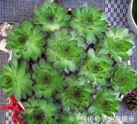 养观音莲,4个小技巧,侧芽不断冒,长出一大圈,一棵变多棵!