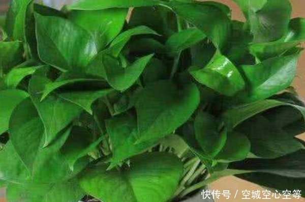 “一颗绿萝七个鬼”,家中为啥不能放绿萝有什么讲究吗
