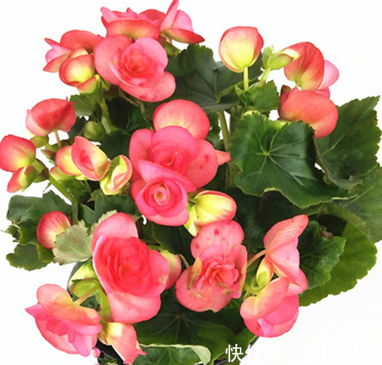 六种全年都开花不断的花卉,喜欢赏花的你怎能错过!