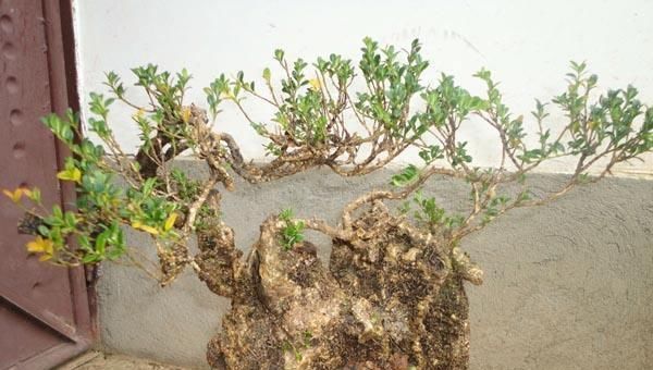 关键|树桩盆景养护心得,造型、浇水、换盆这5点最关键