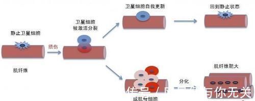 毛罗|为什么撸铁这类锻炼才能有效增肌?增肌的原理是什么?