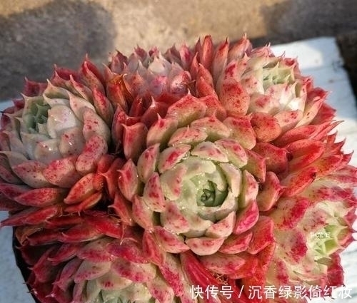 叶片|名字唯美的8种多肉植物,颜值高长满盆,人人见了都想养!