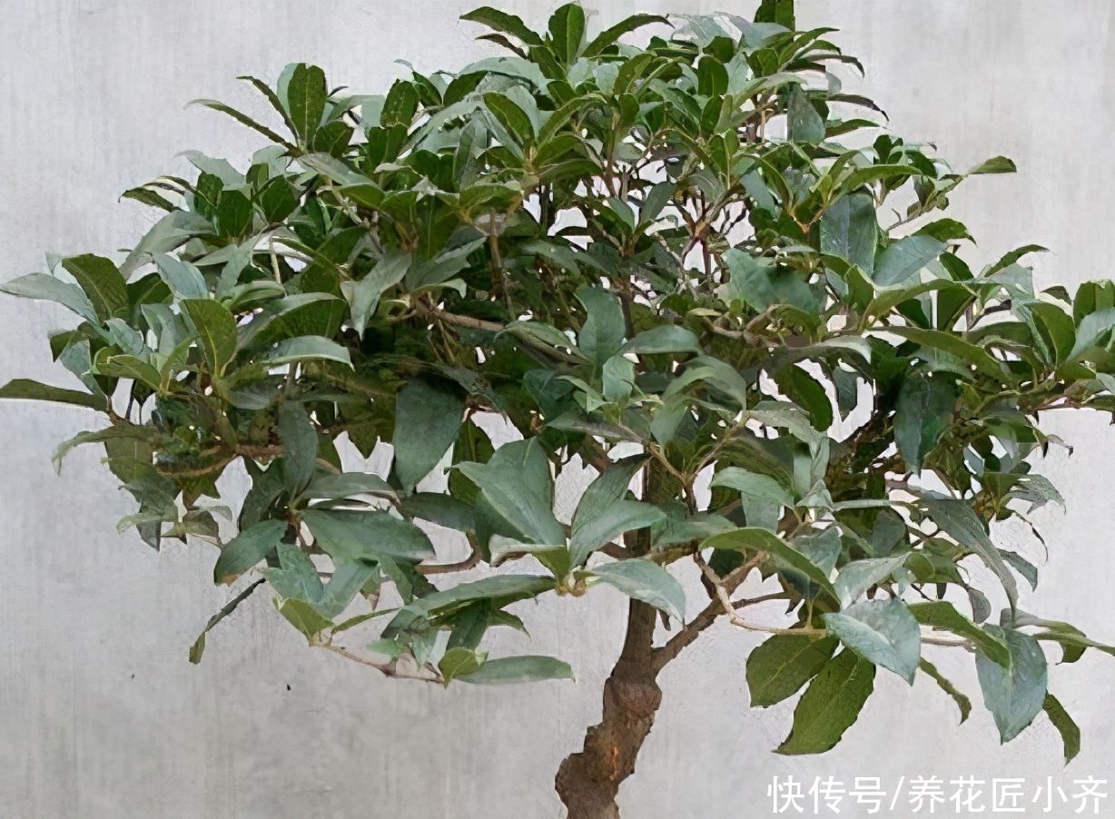新手养不好桂花怎么办？掌握4个技巧，轻松让它叶绿花多，香味足